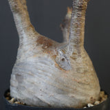 P.グラキリス 2097