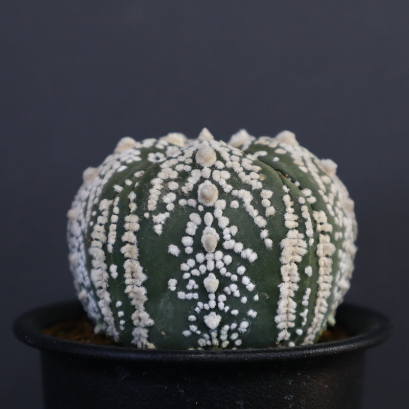 A.アステリアス　3