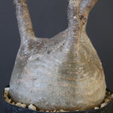 P.グラキリス 2097