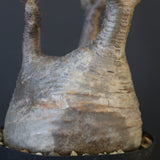 P.グラキリス 2097