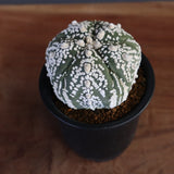 A.アステリアス　3