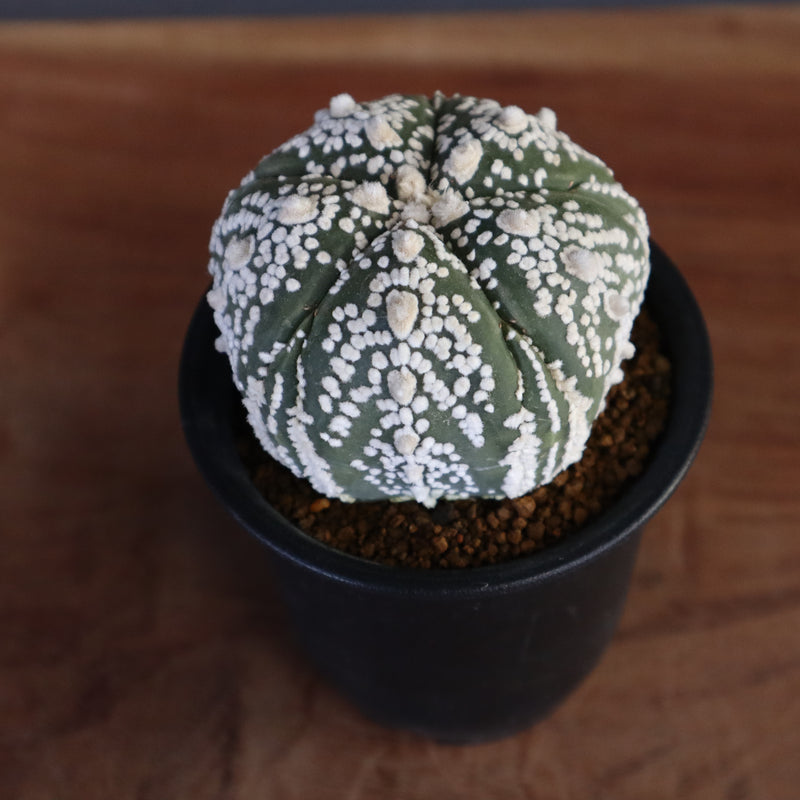 A.アステリアス　3