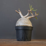 P.グラキリス 2079