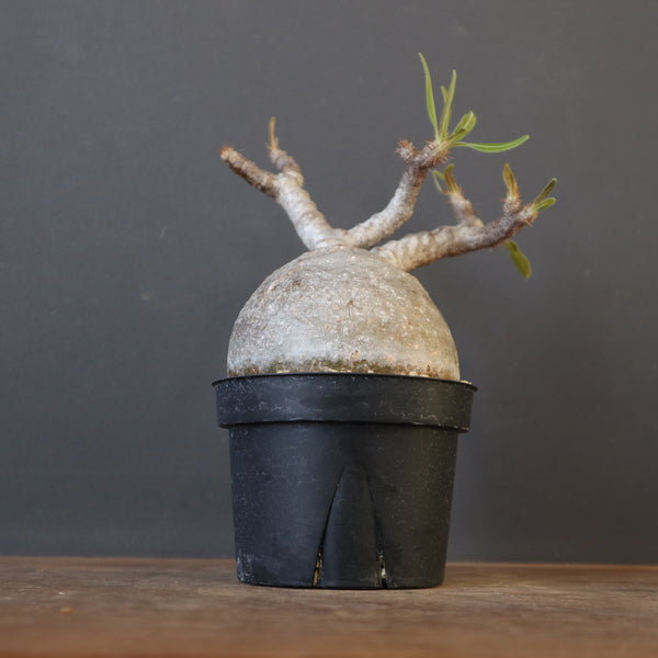 塊根植物 – 7ページ目 – TaiShoDo ONLINE SHOP