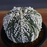 A.アステリアス　3
