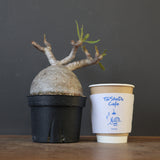 P.グラキリス 2079