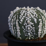 A.アステリアス　3