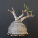 P.グラキリス 2079