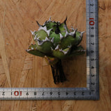 【ベアルート】DRAGON AGAVE 姫厳龍 EC1715