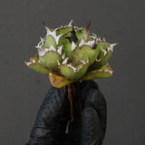 【ベアルート】DRAGON AGAVE 姫厳龍 EC1715