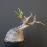 P.グラキリス 2079