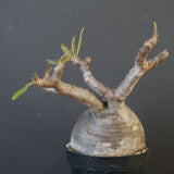 P.グラキリス 2079