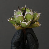 【ベアルート】DRAGON AGAVE 姫厳龍 EC1715