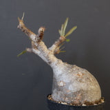 P.グラキリス 2079