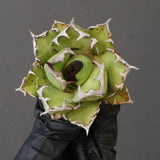 【ベアルート】DRAGON AGAVE 姫厳龍 EC1715