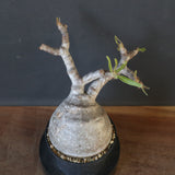 P.グラキリス 2079