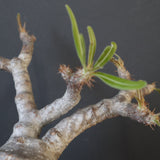 P.グラキリス 2079