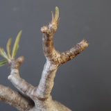 P.グラキリス 2079