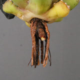 【ベアルート】DRAGON AGAVE 姫厳龍 EC1715