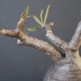 P.グラキリス 2079