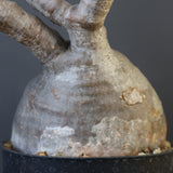 P.グラキリス 2079