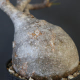 P.グラキリス 2079