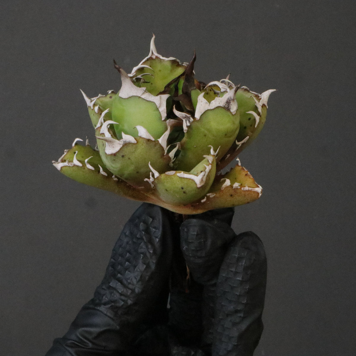 アガベ – 3ページ目 – TaiShoDo ONLINE SHOP