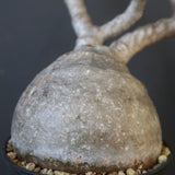 P.グラキリス 2079