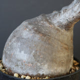 P.グラキリス 2079