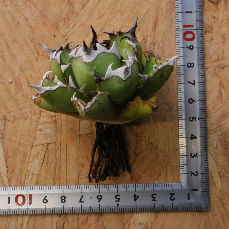 ベアルート】DRAGON AGAVE 姫厳龍 EC1718 – TaiShoDo ONLINE SHOP