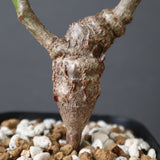 S.メリディオナリス（実生）160