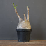 P.グラキリス 2122