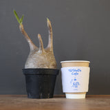 P.グラキリス 2122