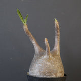 P.グラキリス 2122