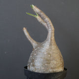 P.グラキリス 2122