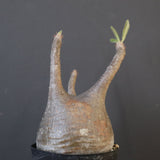 P.グラキリス 2122