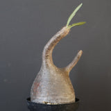 P.グラキリス 2122