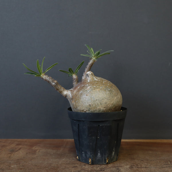 GIRUVI Pachypodium Gracilius グラキリス パキポディウム グラキリス Pachypodium gracilius 発根済 (gk-30