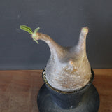 P.グラキリス 2122