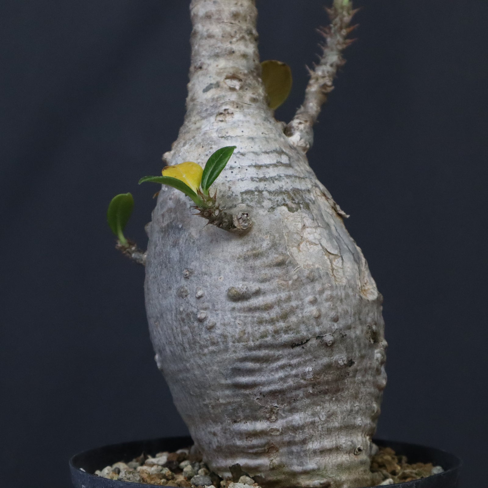 P.ウィンゾリー EC1225 – TaiShoDo ONLINE SHOP