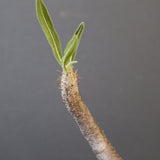 P.グラキリス 2122