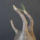 P.グラキリス 2122