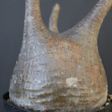 P.グラキリス 2122