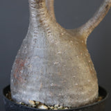 P.グラキリス 2122