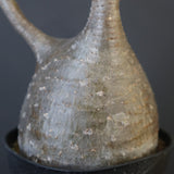 P.グラキリス 2122