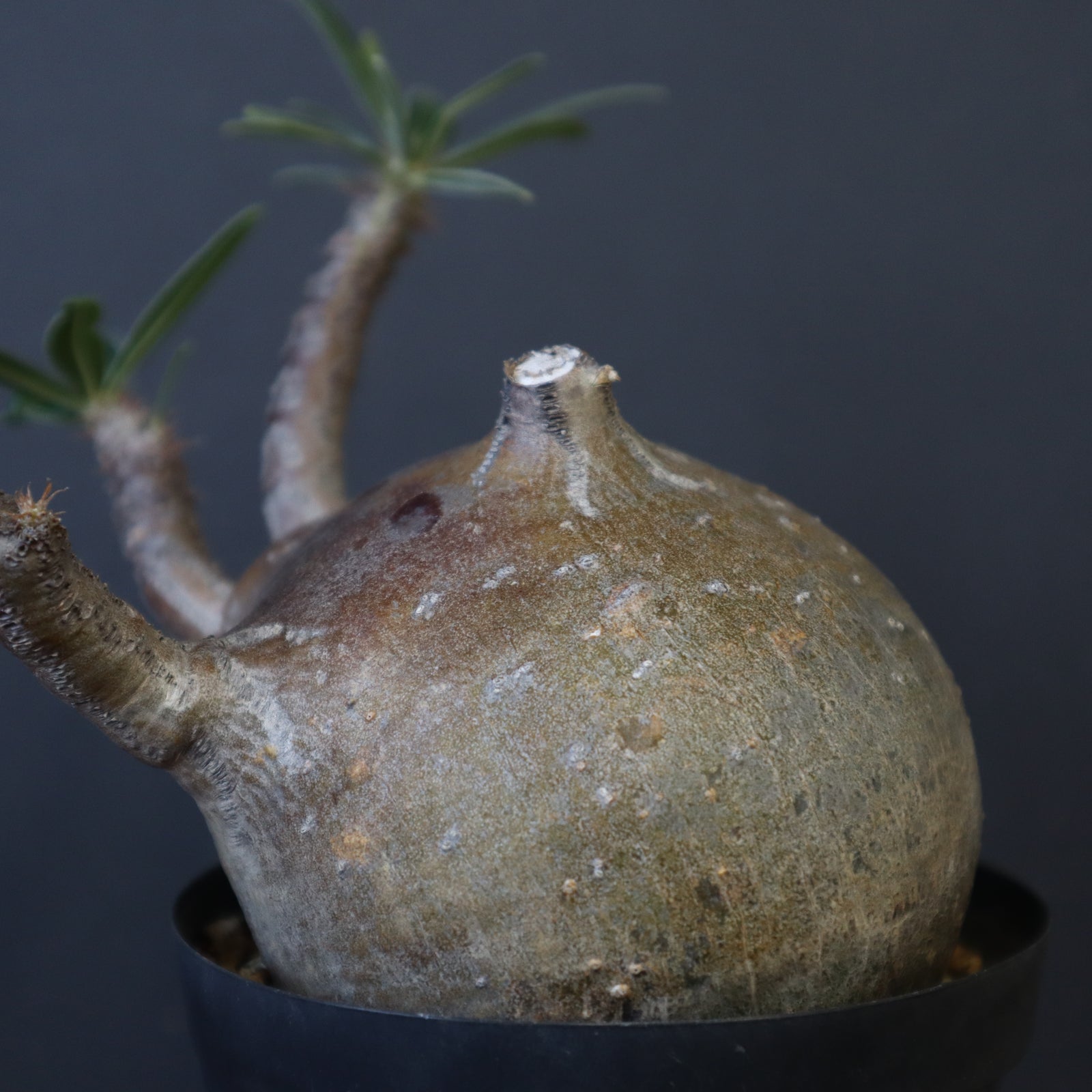 P.グラキリス 1038 – TaiShoDo ONLINE SHOP