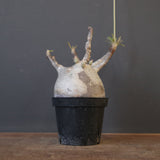 P.グラキリス 2096