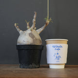 P.グラキリス 2096