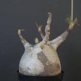 P.グラキリス 2096