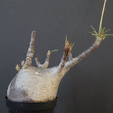 P.グラキリス 2096